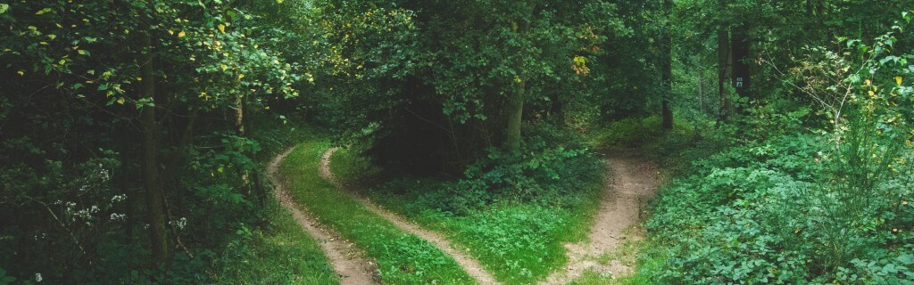 SEO Door de bomen het bos niet zien